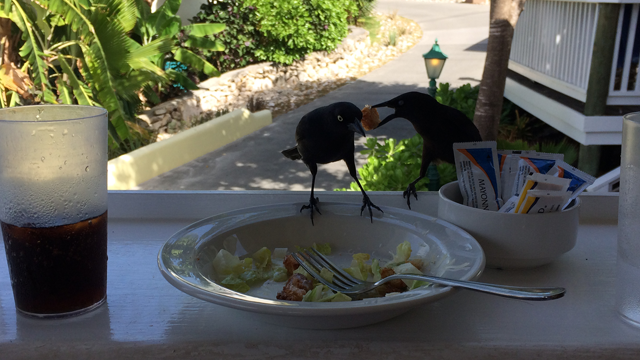 Antigua's ugly black birds will steal your food if you're not paying careful attention.