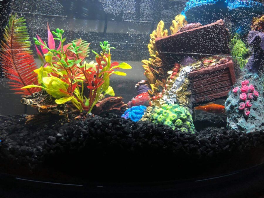 My son's fish tank